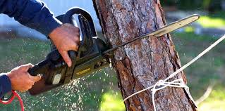 Best Lawn Pest Prevention  in New Waverly, TX