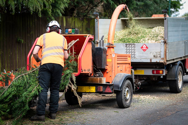 Trusted New Waverly, TX Tree Services Experts
