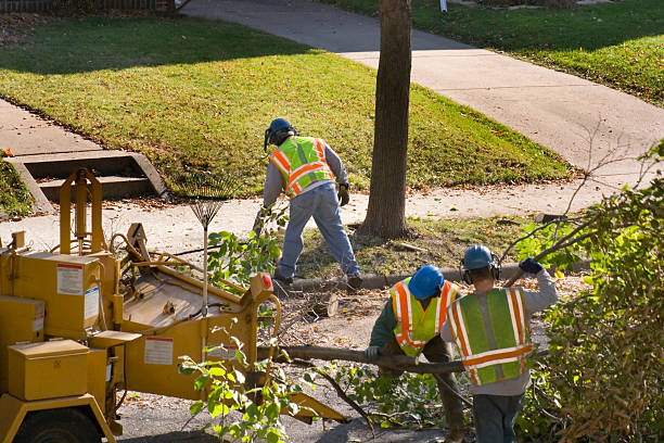 How Our Tree Care Process Works  in  New Waverly, TX