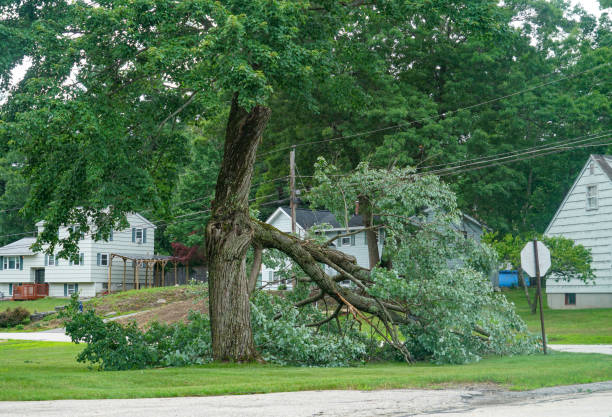 Best Tree Preservation Services  in New Waverly, TX